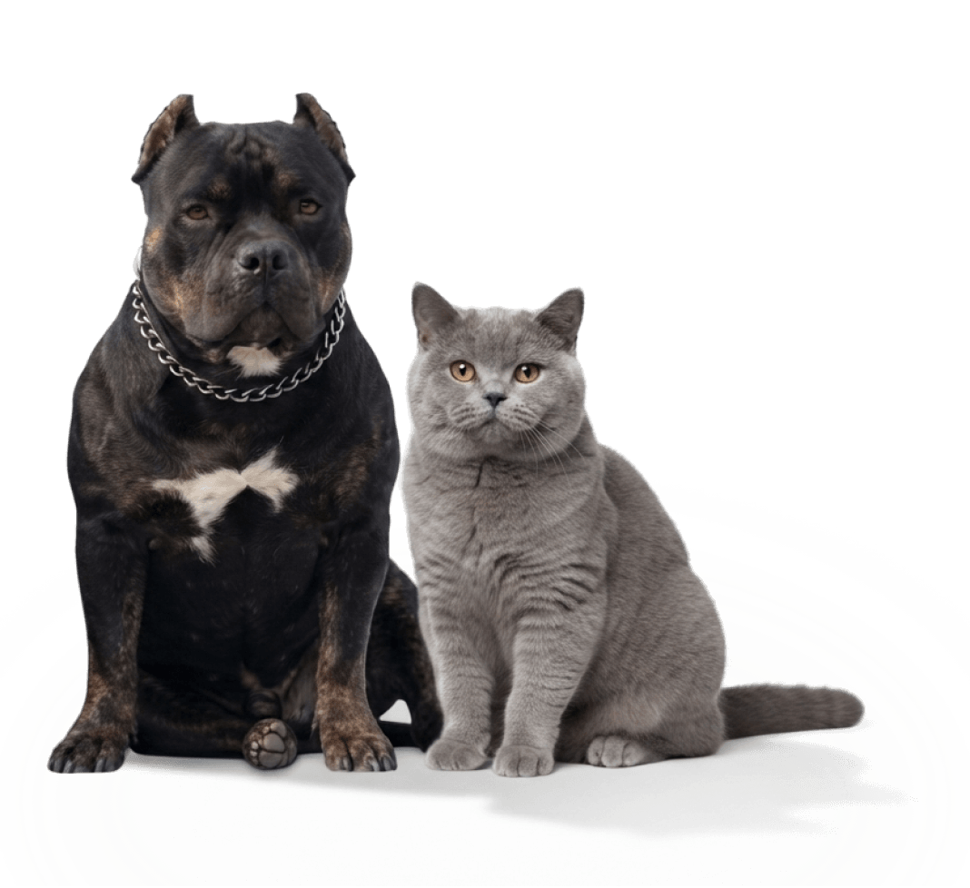 Собака и кошка