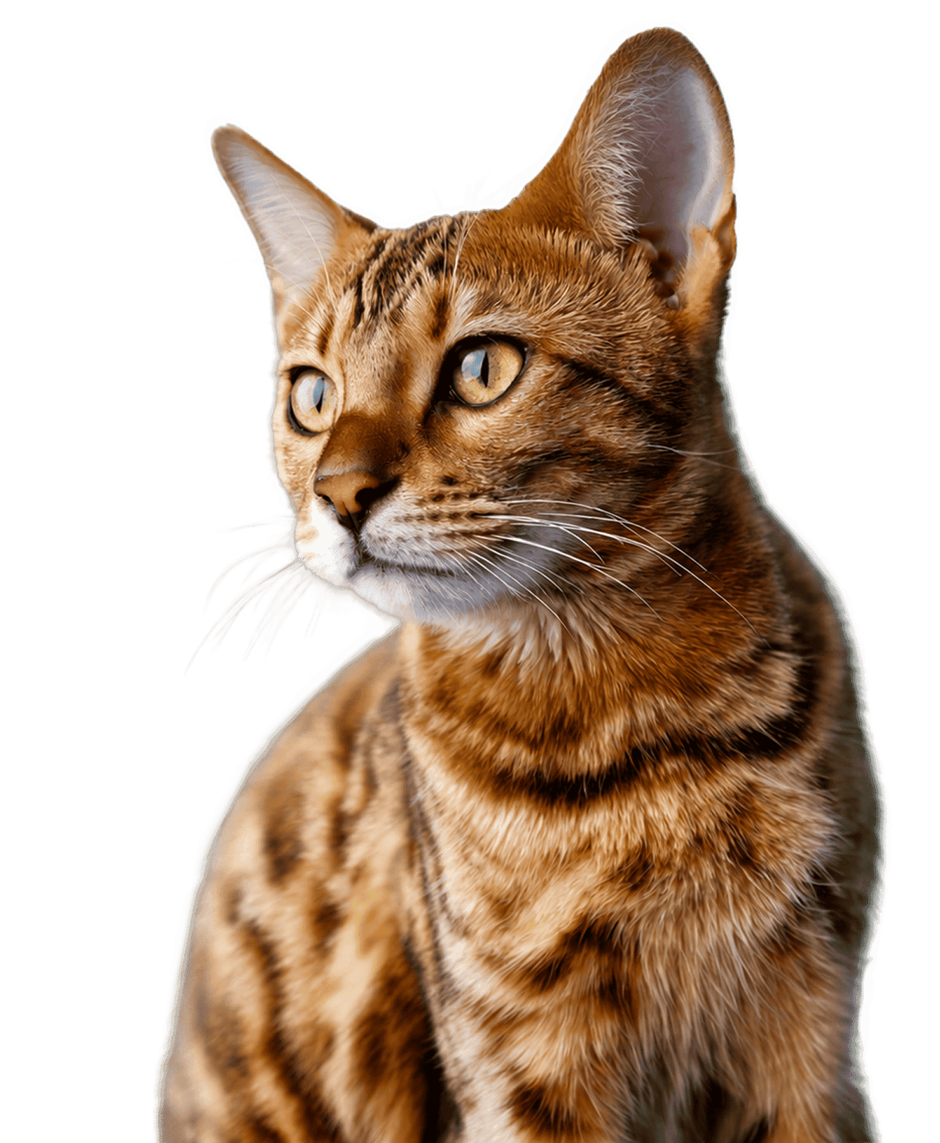 Бенгальская кошка