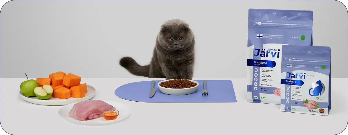 Лишний вес у кошки: что делать?