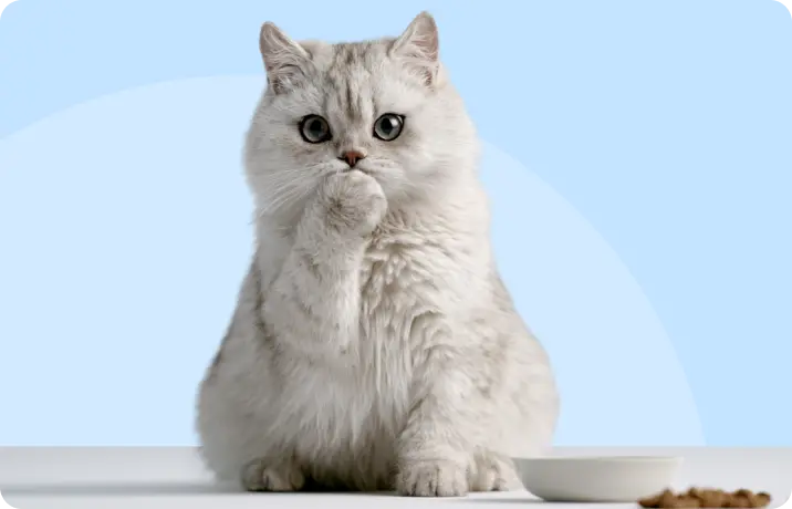 Кошку рвёт после еды, что делать?