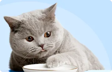 Кошкам нельзя молоко или все-таки можно?