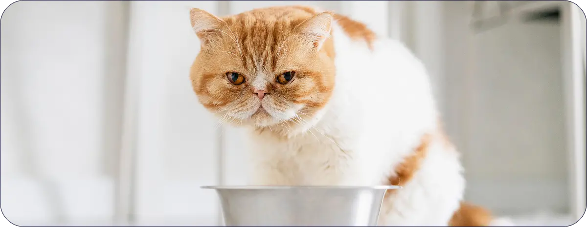 Лишний вес у кошки: что делать?