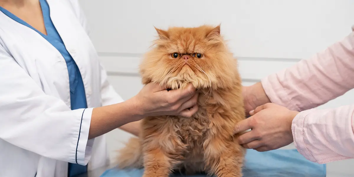 Кошку рвёт после еды, что делать?